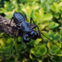 Vinegaroon on a log