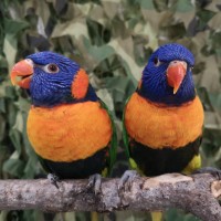 Two red-collared lorikeets on a perch