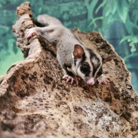 A Sugar Glider on a log