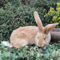 Continental Giant Rabbit on table with green background