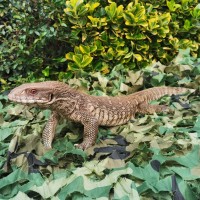 Savannah Monitor on green table