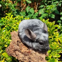 Chilchilla on a log