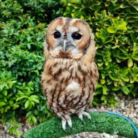 Tawny Owl on perch