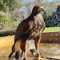 Harris Hawk on perch