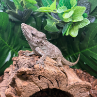 False Chameleon on a log