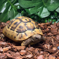 Hermann’s Tortoise on gravel floor