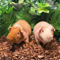 2 Werewolf Guinea Pigs