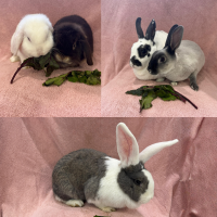 A collage of our rabbits