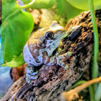 Amazon Milk Frog