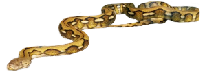 Katniss the snake with a transparent background