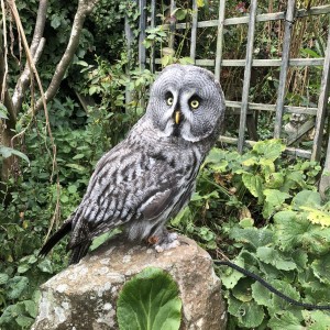 Socrates, our Great Grey Owl on a log