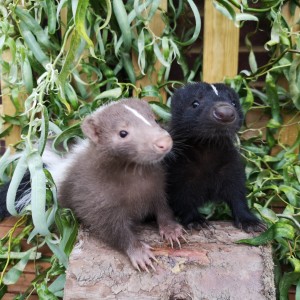 2 Striped Skunks on a log, looking towards the camera