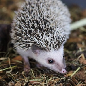 African Pygmy Hedgehog on a log