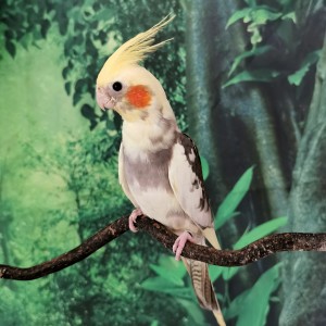 Castiel, one of our cockatiels