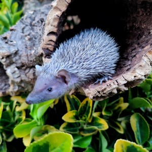 A tenrec inside a wooden tunnel