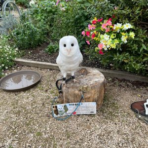 Bubo, our White Barn Owl