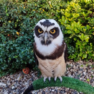 Spectacled Owl on perch