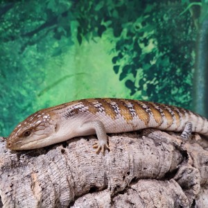 Northern Blue-Tongued Skink on a log