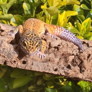 Leopard Gecko on a log