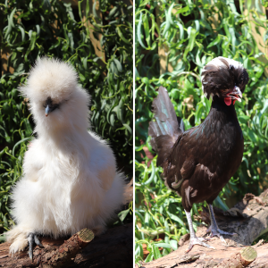 Collage of our popular chicken, the Silkie Chicken and the Polish Chicken, side by side