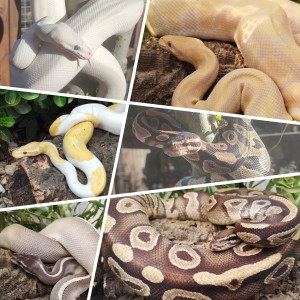 Royal Python collage