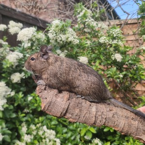 A Degu on a branch