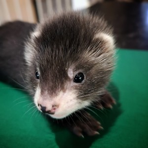 ferret image gallery