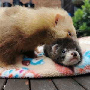 ferret image gallery