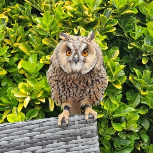 A long-eared owl on a perch