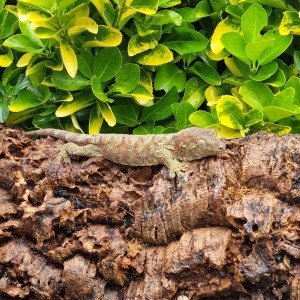 Mossy Gecko on a log