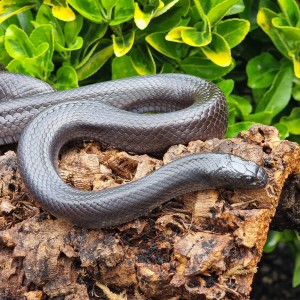 MMexican Black Kingsnake wrapped around a log