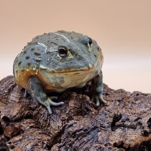 Giant African Bullfrog on a log