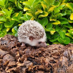 African Pygmy Hedgehog on a log