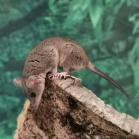 Short-Tailed Opossum on log