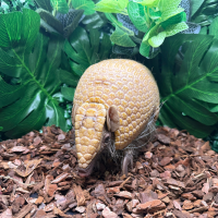 Armadillo on a log