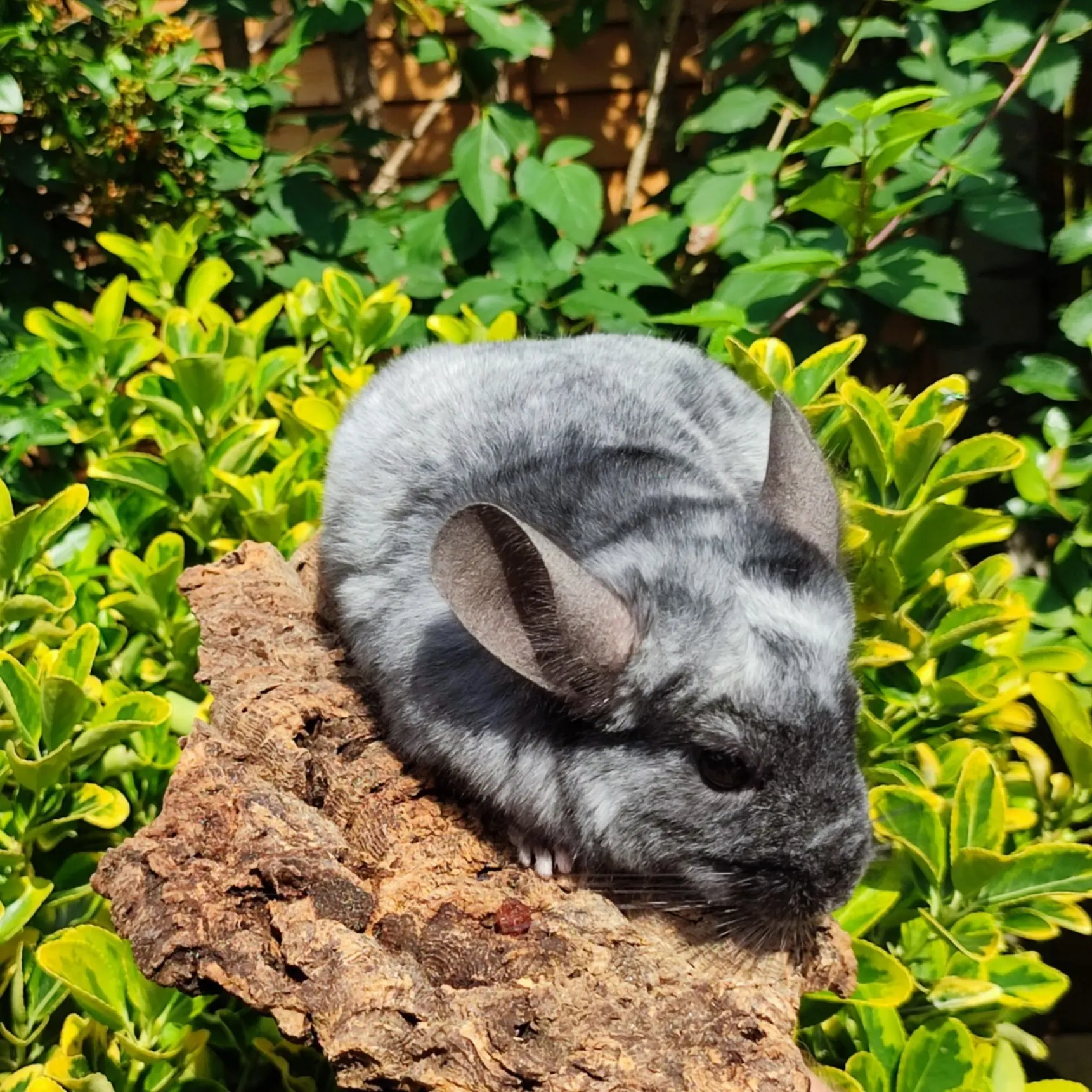 chinchilla image gallery