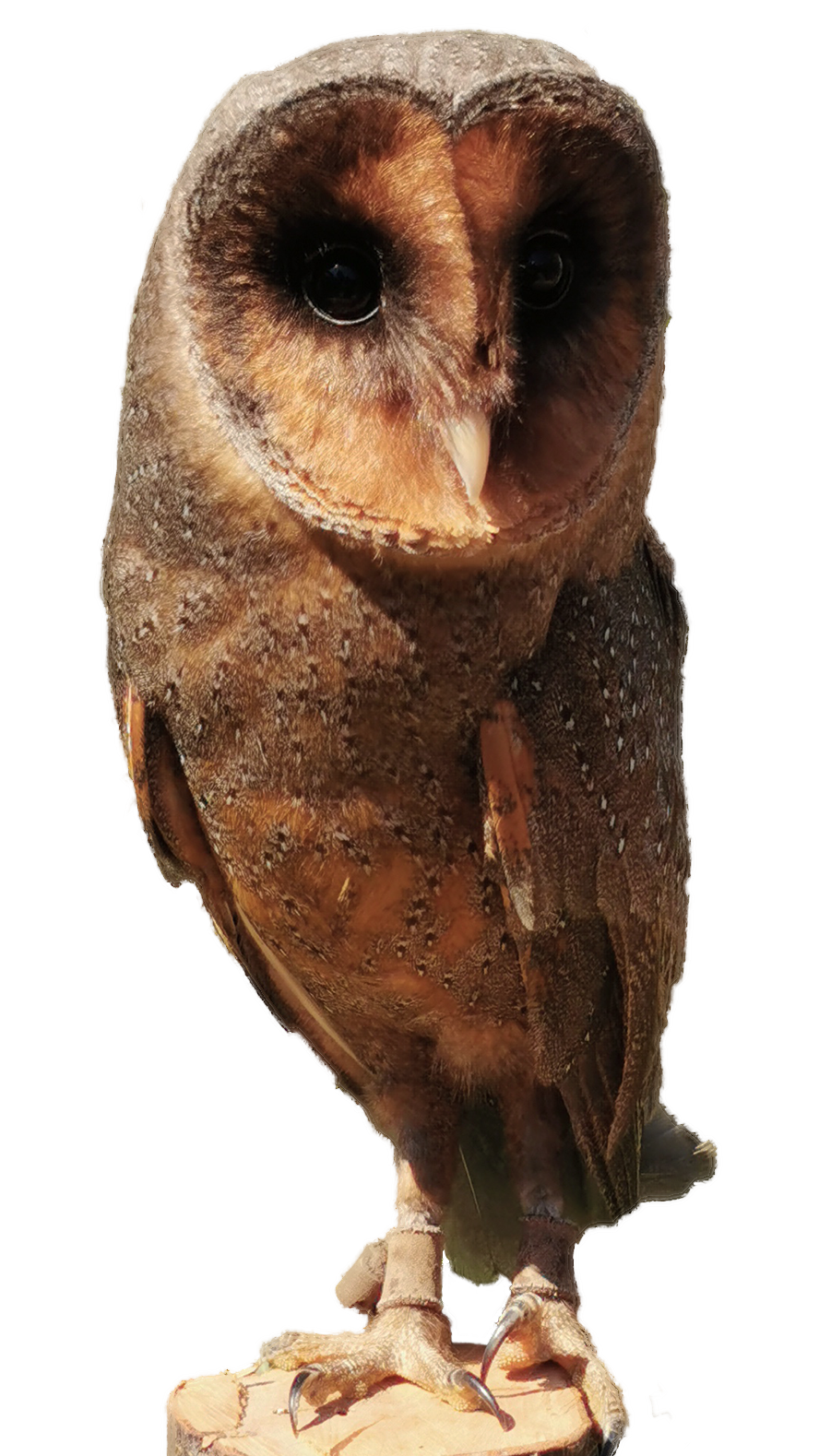 Twyla the Barn Owl as a background image