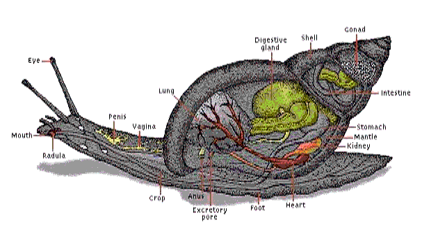 a diagram showing the anatomy of a giant african snail