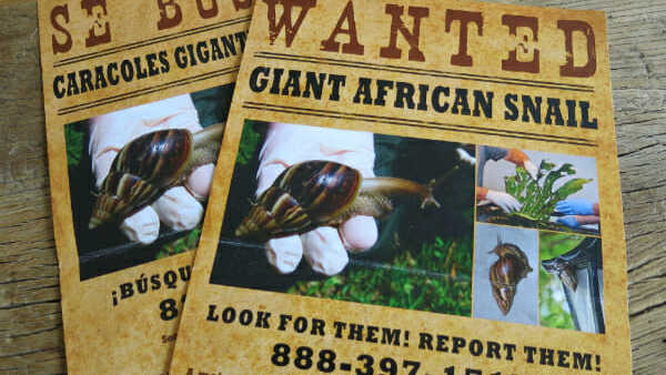 a wanted poster for giant african snails