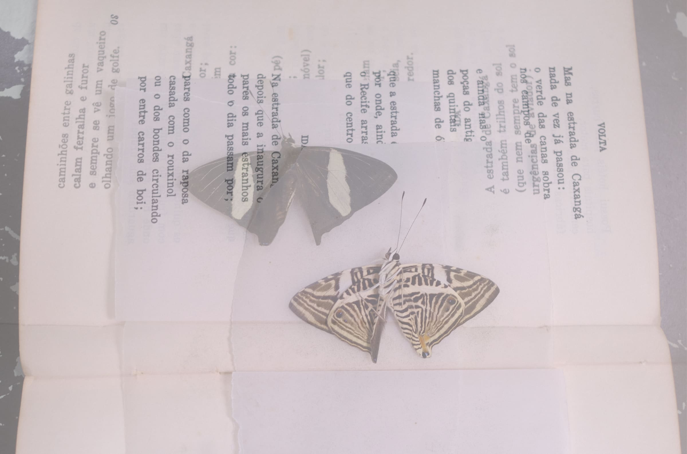 borboleta preta - banner image