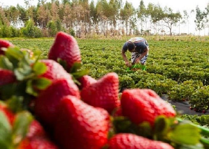 Festa do Morango de Brazlândia terá transporte público reforçado