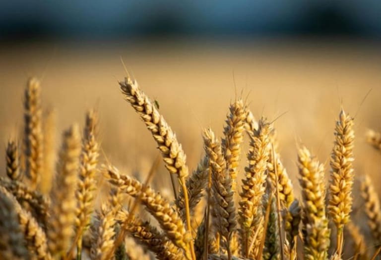 Crise na safra de trigo aponta alta nos preços de pães e massas