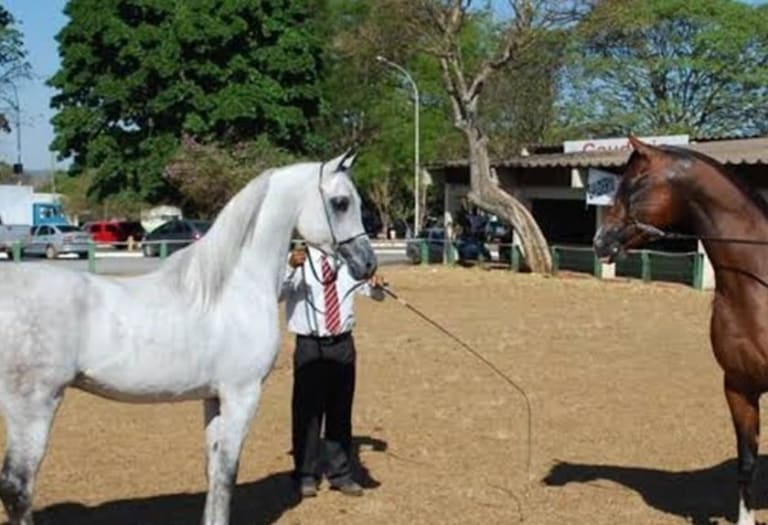 Expoabra 2023 abre portões nesta sexta em Brasília com novidades do agronegócio