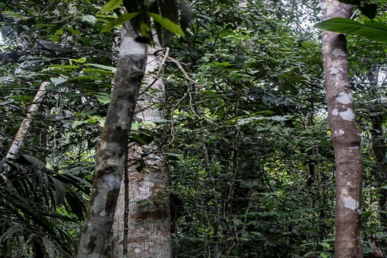WWF-Brasil celebra avanços para a conservação da Amazônia