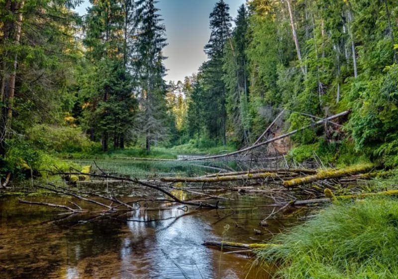 Gauja (Latgale) river 20