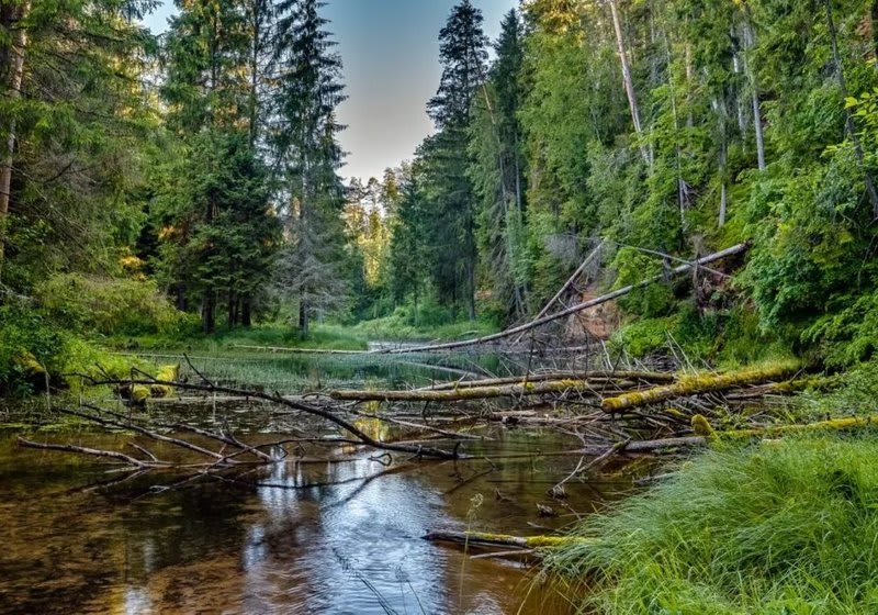 Gauja (Latgale) river 8