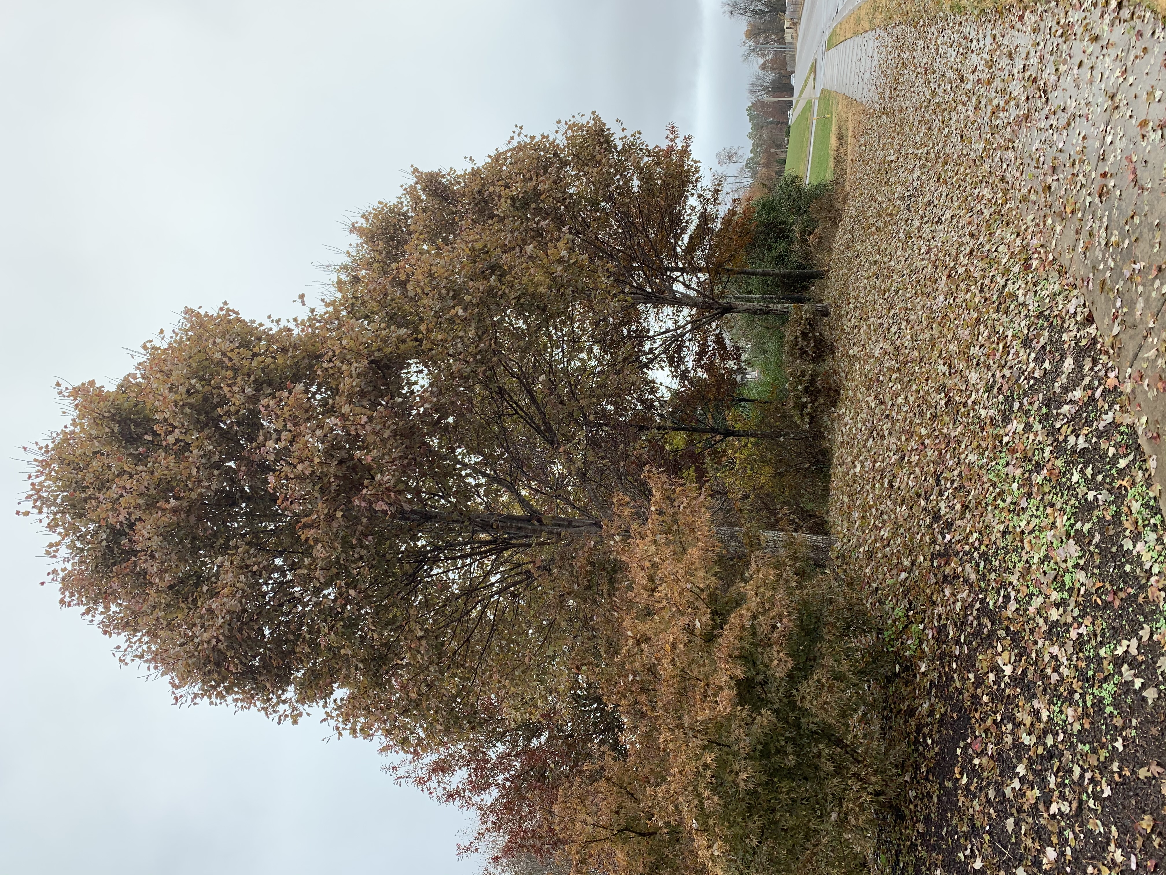Mulch Company's Murfreesboro mulch yard, autumn trees lining the drive