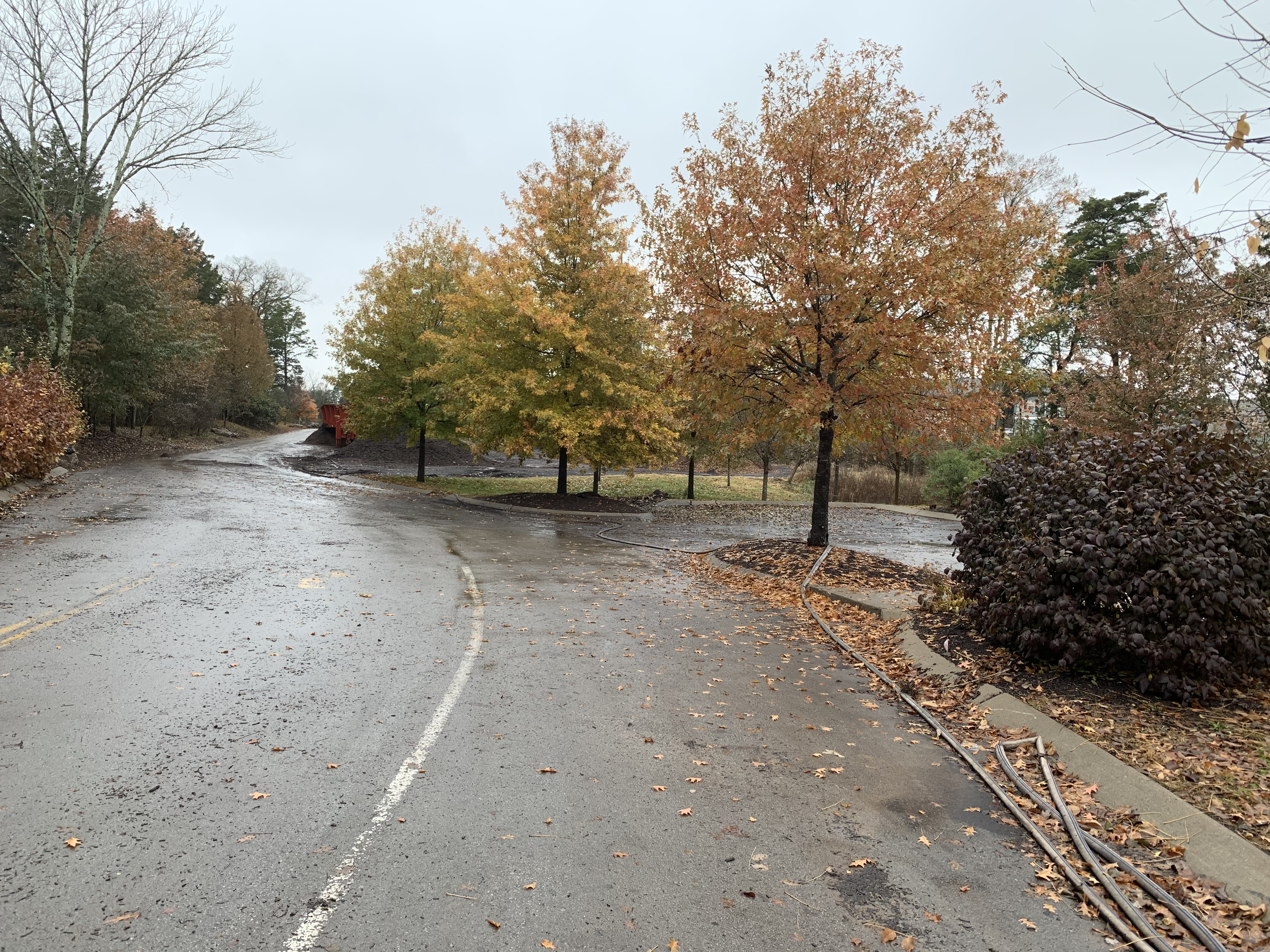 Driveway through Mulch Company's Murfreesboro yard lined with autumn trees