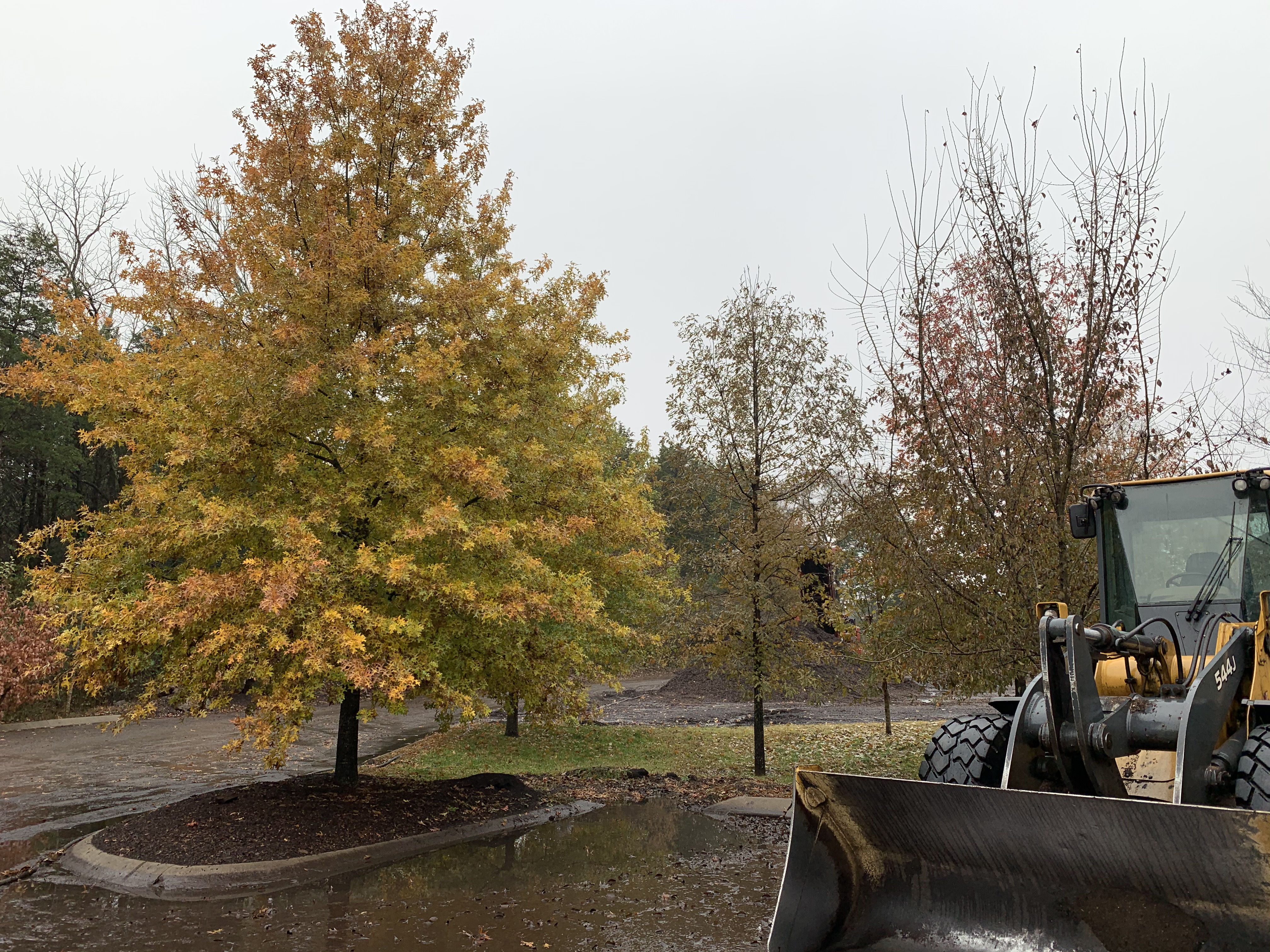 Wheel loader beside a newly planted tree at Mulch Company's Murfreesboro yard