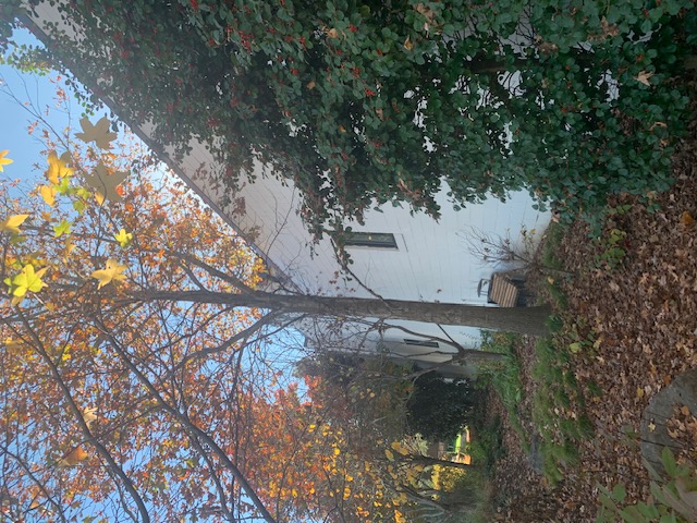 Ivy-covered building with fall foliage at Thistle Farms